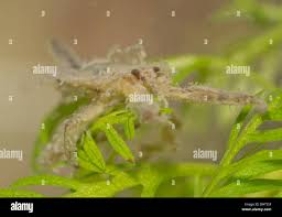 Attēlu rezultāti vaicājumam “Nepa cinerea nymph”