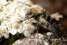Attēlu rezultāti vaicājumam “Trichius fasciatus”