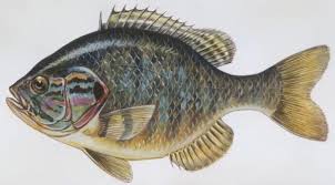 Image result for Lepomis gibbosus
