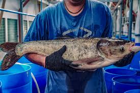 Image result for Hypophthalmichthys nobilis