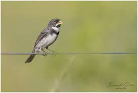 Attēlu rezultāti vaicājumam “Collaria sp.”