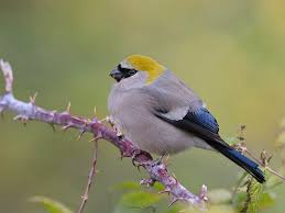 Attēlu rezultāti vaicājumam “Pyrrhula pyrrhula male”