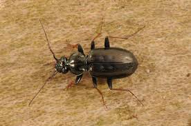 Attēlu rezultāti vaicājumam “Loricera pilicornis”