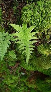 Attēlu rezultāti vaicājumam “Phegopteris connectilis”