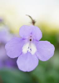 Image result for Streptocarpus