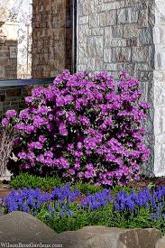 Attēlu rezultāti vaicājumam “rhododendron”