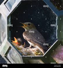 Attēlu rezultāti vaicājumam “Muscicapa striata nest”