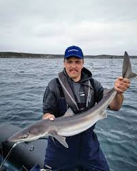 Image result for Squalus acanthias