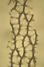 Attēlu rezultāti vaicājumam “Sphagnum magellanicum”