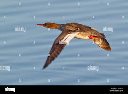 Attēlu rezultāti vaicājumam “Mergus serrator female”