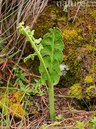 Attēlu rezultāti vaicājumam “Botrychium lunaria”