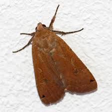 Attēlu rezultāti vaicājumam “Noctua pronuba”