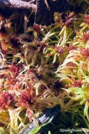 Attēlu rezultāti vaicājumam “Sphagnum magellanicum”