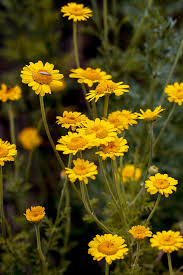 Image result for Anthemis tinctoria