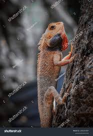 Attēlu rezultāti vaicājumam “Sauria”