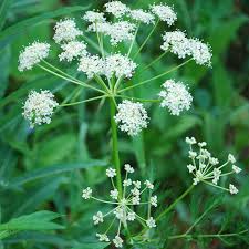 Attēlu rezultāti vaicājumam “Carum carvi flower”