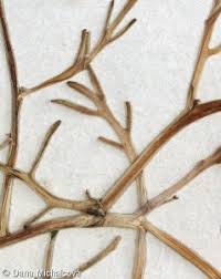 Attēlu rezultāti vaicājumam “Cakile maritima subsp. baltica leaf”