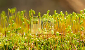 Attēlu rezultāti vaicājumam “Pohlia nutans sporophyte”