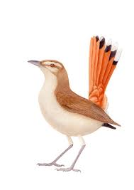 Image result for Cercotrichas galactotes