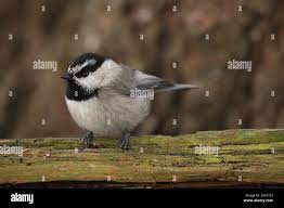 Image result for Poecile montana