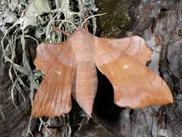 Attēlu rezultāti vaicājumam “Laothoe populi imago”