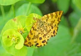 Attēlu rezultāti vaicājumam “Pseudopanthera macularia”