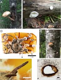 Attēlu rezultāti vaicājumam “Postia rennyi”