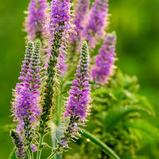 Attēlu rezultāti vaicājumam “Veronica spicata fruit”