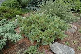 Attēlu rezultāti vaicājumam “Pinus pumila”