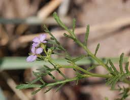 Attēlu rezultāti vaicājumam “Cakile maritima subsp. baltica leaf”