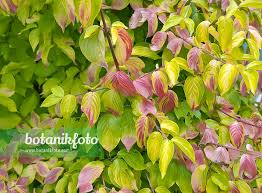 Attēlu rezultāti vaicājumam “Cornus mas”