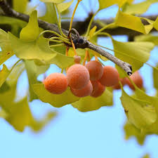 Attēlu rezultāti vaicājumam “Ginkgo biloba female flower”