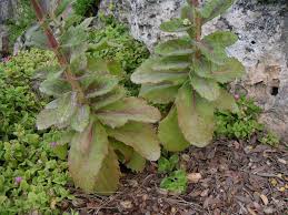 Attēlu rezultāti vaicājumam “Hylotelephium maximum”