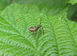 Attēlu rezultāti vaicājumam “Coreus marginatus nymph”
