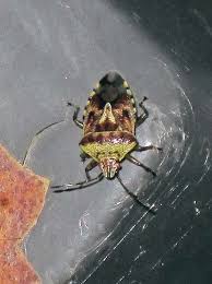 Attēlu rezultāti vaicājumam “Elasmucha grisea imago”