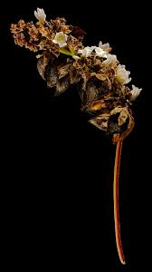 Attēlu rezultāti vaicājumam “Fagopyrum esculentum fruit”