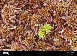 Attēlu rezultāti vaicājumam “Sphagnum capillifolium”