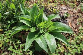 Attēlu rezultāti vaicājumam “Symphytum officinale leaf”