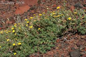 Attēlu rezultāti vaicājumam “Pentaphylloides fruticosa”