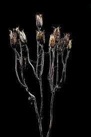 Attēlu rezultāti vaicājumam “Aquilegia vulgaris bud”