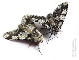 Attēlu rezultāti vaicājumam “Biston strataria”