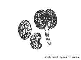 Attēlu rezultāti vaicājumam “Galium album fruit”