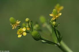 Attēlu rezultāti vaicājumam “Ranunculus sceleratus”