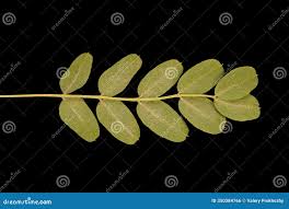 Attēlu rezultāti vaicājumam “Caragana arborescens leaf”