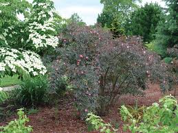Attēlu rezultāti vaicājumam “Rosa glauca”