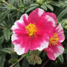 Attēlu rezultāti vaicājumam “Helianthemum nummularium fruit”