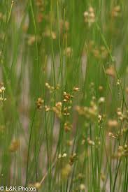 Attēlu rezultāti vaicājumam “Juncus filiformis”