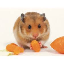 Image result for хомяк