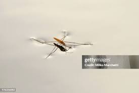 Attēlu rezultāti vaicājumam “Gerridae imago”