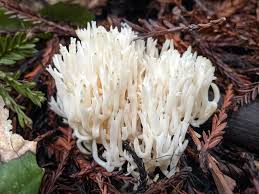 Attēlu rezultāti vaicājumam “Ramariopsis kunzei”